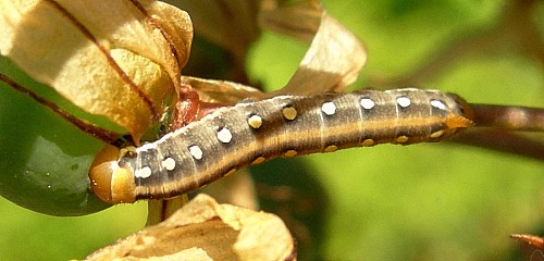 Third instar pale form larva of Hyles centralasiae in typical feeding position, Kyrgyzstan. © Tony Pittaway.