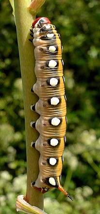 Final instar intermediate form larva of Hyles centralasiae, Kyrgyzstan. © Tony Pittaway.