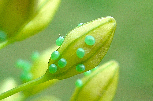 Eggs of Hyles centralasiae, Kyrgyzstan (midday sun). Photo: © Tony Pittaway.