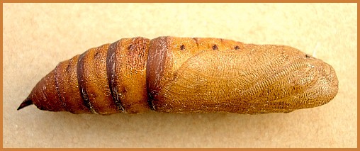 Pupa of Hyles centralasiae, Kyrgyzstan. Photo: © Tony Pittaway.