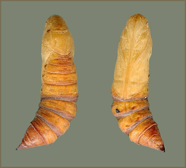 Pupa of Hyles centralasiae, SE Kazakhstan, bred 2019. Photo: © Pascal Régnier.