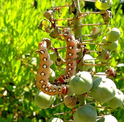 Final instar pale form larvae of Hyles centralasiae in typical resting posture, Kyrgyzstan. © Tony Pittaway.