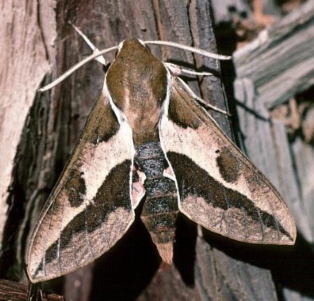 Adult of Hyles euphorbiae ?conspicua, Asir National Park, Asir Mountains, SW Saudi Arabia. Photo: © Tony Pittaway.