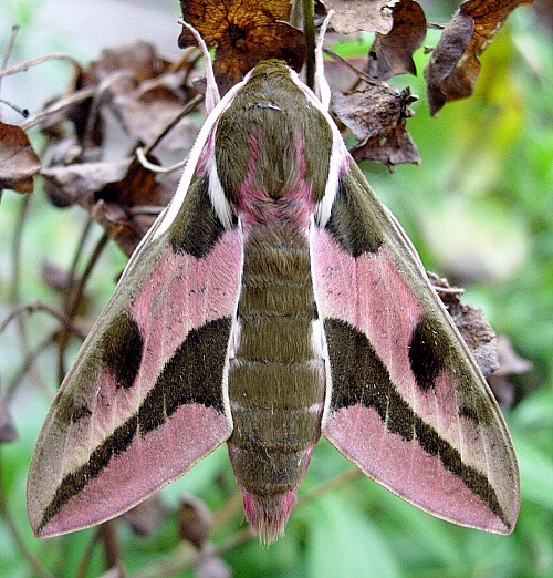 Male Hyles euphorbiae conspicua, Yesiloz, near Alanya, southern Turkey. Photo: © Tony Pittaway