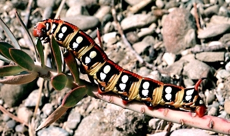 Normal light larval form of Hyles euphorbiae conspicua, Izmir, western Turkey; on Euphorbia pontica. Photo: © Tony Pittaway.