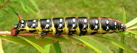 Normal dark larval form of Hyles euphorbiae conspicua, Alanya, southern Turkey. Photo: © Tony Pittaway.