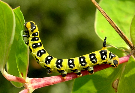 Third instar larva of Hyles euphorbiae conspicua, Anatolia, Turkey. Photo: © Tony Pittaway.