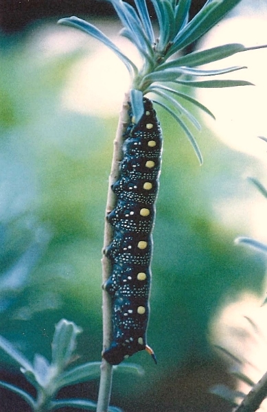 Black larval form of Hyles euphorbiae conspicua, 20 km N Antalya (500m alt.), southern Turkey, v.1996. Photo: © Pascal Régnier.