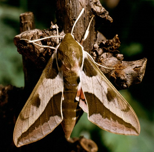 Adult Hyles 'cretica', Crete, Greece. Photo: © Jan Meerman.