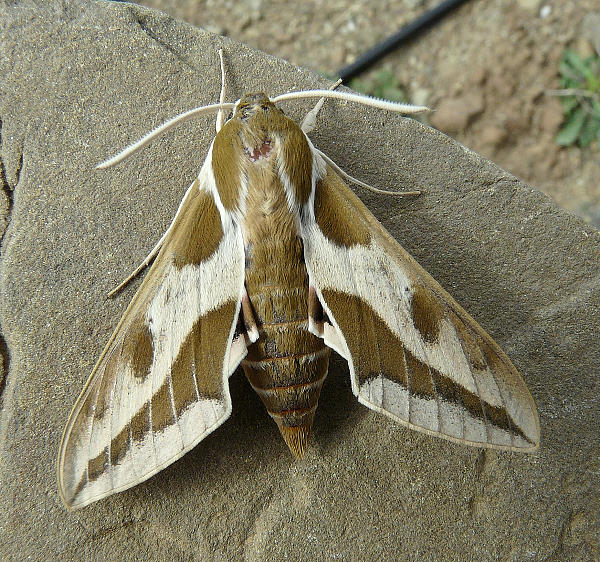 Male Hyles 'cretica', Melambes, Crete, Greece, 5.iii.2010. Photo: © Paul Fontaine.