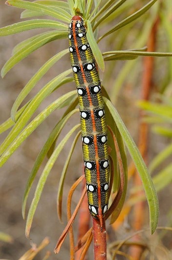 Full-grown larva of Hyles 'cretica', Akrotiri (nr. Souda harbour), Crete, Greece, 20.x.2010. Photo: © 'Kritione'.