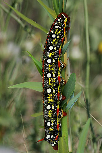 Full-grown larva of Hyles 'cretica', Paradisi, Rhodes Island, Greece, 2008. Photo: © Patricia Fenn.