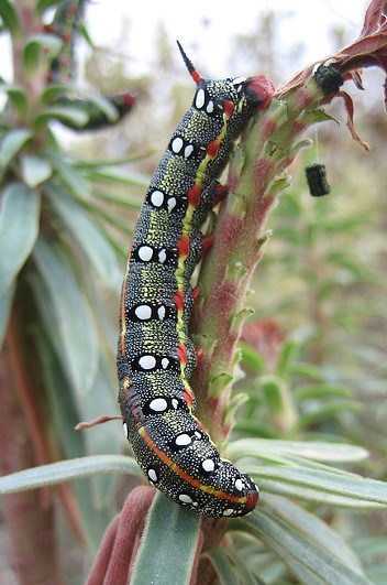 Full-grown larva of Hyles 'cretica', near Hersonissos, Crete, Greece. Photo: © Kees Jan van Zwienen.