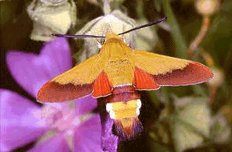 Adult Hemaris croatica croatica. Photo: © Paolo Mazzei.