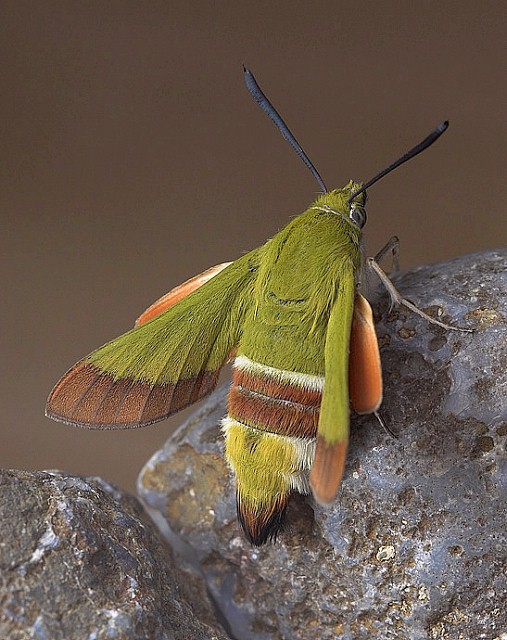 Adult Hemaris croatica croatica, Tarkhankut, Crimea, Ukraine. Photo: © Nickolai Ivshin.