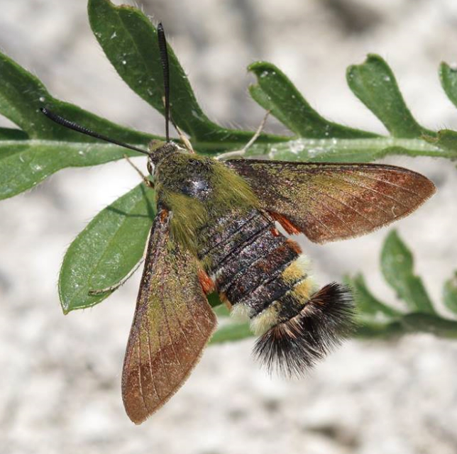 Very worn adult of Hemaris croatica, Olkhovsky District, Volgograd region, Russia, 8.06.2009. Photo: © Evgenij Komarov.