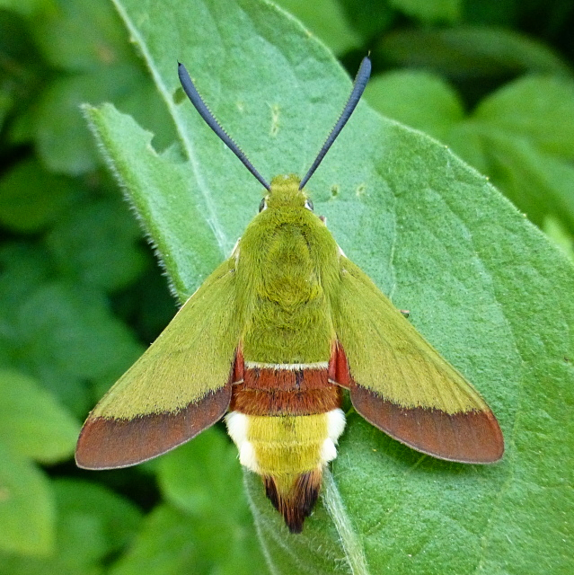 Male Hemaris croatica croatica, Crimea, Ukraine, bred 2017/18, leg. Serge Yevdoshenko. Photo: © Tony Pittaway.