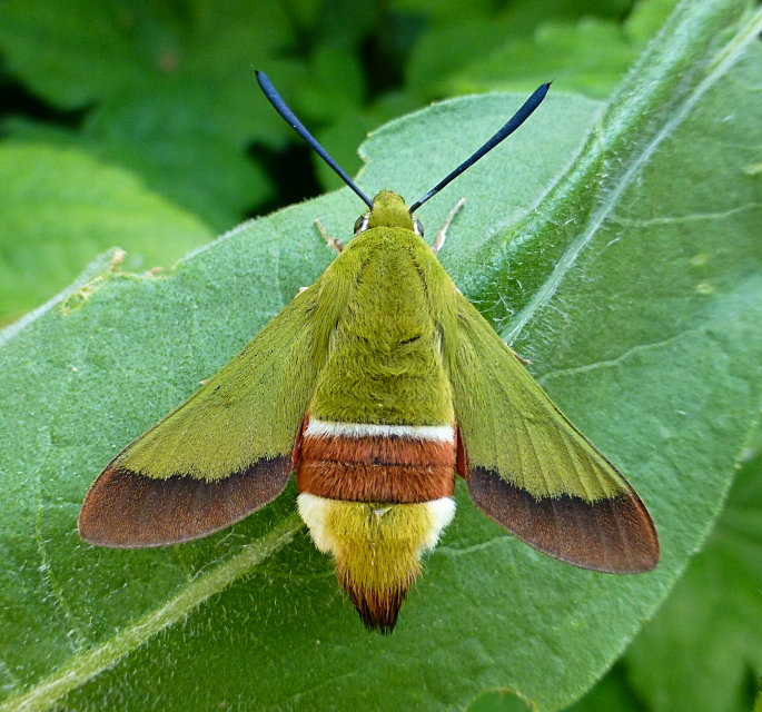 Female Hemaris croatica croatica, Crimea, Ukraine, bred 2017/18, leg. Serge Yevdoshenko. Photo: © Tony Pittaway.