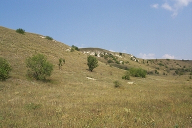 Typical habitat of Hemaris croatica croatica, Rostov, Russia. Photo: © A. Poltavsky.