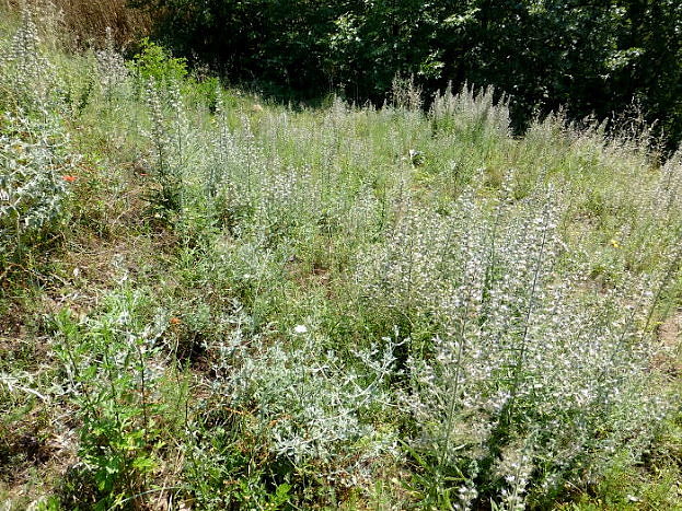 Typical nectaring site of Hemaris croatica croatica, with pale bugloss (Echium italicum), Lake Kerkini area, northern Greece. Photo: © Tony Pittaway.