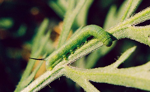 Third instar larva of Hemaris croatica croatica, Crimea, Ukraine. Photo: © Serge Yevdoshenko.