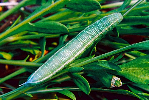 Final instar larva of Hemaris croatica croatica (green form), Crimea, Ukraine. Photo: © Serge Yevdoshenko.