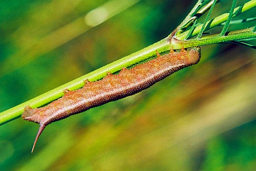 Final instar larva of Hemaris croatica croatica (brown form), Crimea, Ukraine. Photo: © Serge Yevdoshenko.