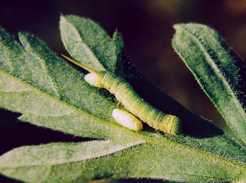 Fourth instar larva of Hemaris croatica croatica with Cotesia cocoon, Crimea, Ukraine. Photo: © Serge Yevdoshenko.