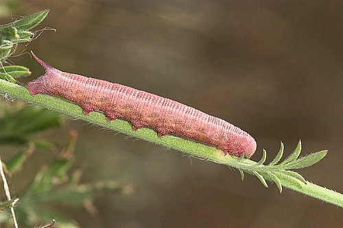 Final instar larva of Hemaris croatica croatica (brown form), Tarkhankut, Crimea, Ukraine. Photo: © Nickolai Ivshin.