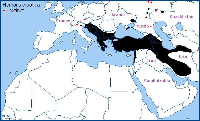 Global distribution of Hemaris croatica. Map: © Tony Pittaway.