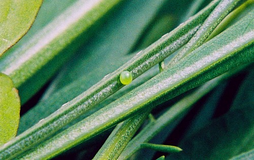 Egg of Hemaris croatica croatica, Crimea, Ukraine. Photo: © Serge Yevdoshenko.