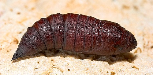 Pupa of Hemaris croatica croatica (dorsal view), Tarkhankut, Crimea, Ukraine. Photo: © Nickolai Ivshin.