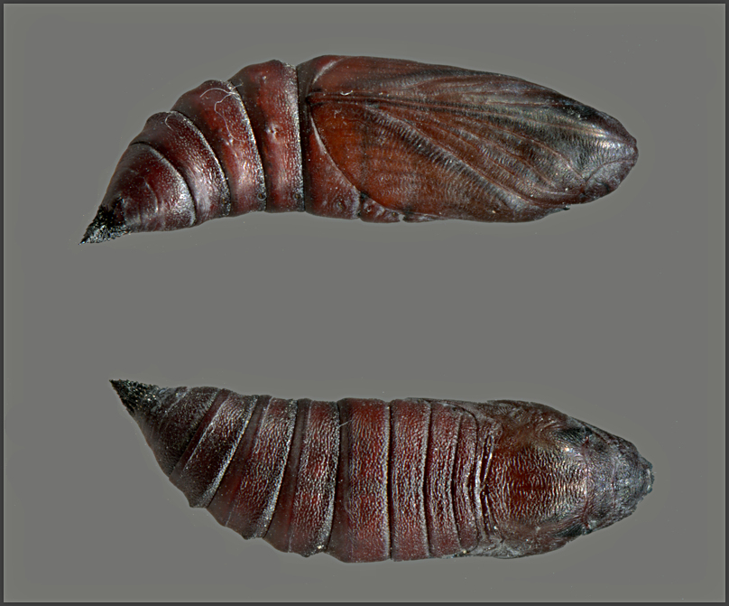 Pupa of Hemaris croatica croatica, Crimea, Ukraine, leg. Serge Yevdoshenko. Photo: © Tony Pittaway.