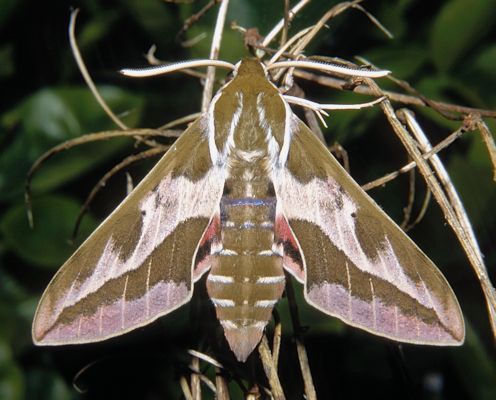 Male of Hyles dahlii, Sardinia. Photo: © Tony Pittaway