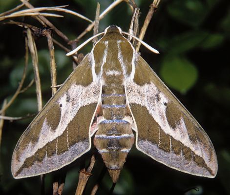 Female of Hyles dahlii, Sardinia. Photo: © Tony Pittaway