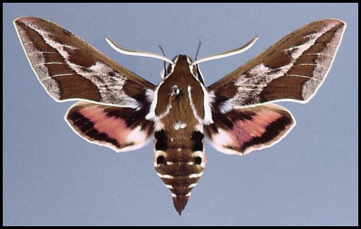 Male Hyles dahlii, Sardinia.