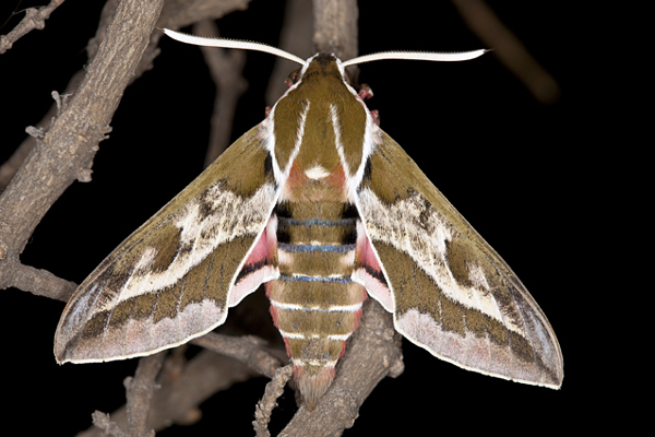 Male of Hyles dahlii, Menorca, 2011. Photo: © Frank Deschandol.