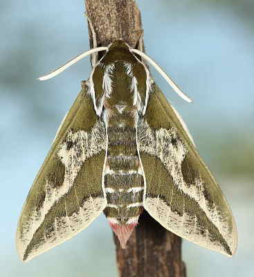 Male of Hyles dahlii, Menorca, 2011. Photo: © Jean Haxaire.