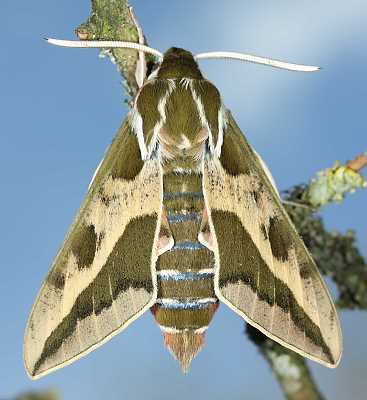 Male of Hyles dahlii, Menorca, 2011. Photo: © Jean Haxaire.