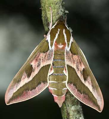 Male of Hyles dahlii, Menorca, 2011. Photo: © Jean Haxaire.