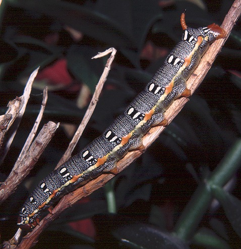Full-grown larva of Hyles dahlii in typical resting position, Sardinia. Photo: © Tony Pittaway.