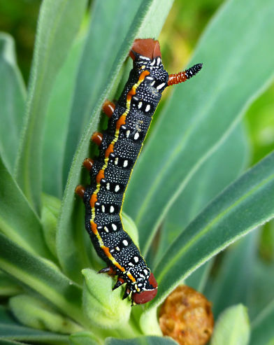 Early fourth instar larva of Hyles dahlii, Irgoli, Nuoro Province, Sardinia. Photo: © Tony Pittaway.