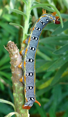 Near full-grown larva of Hyles dahlii, Irgoli, Nuoro Province, Sardinia. Photo: © Tony Pittaway.