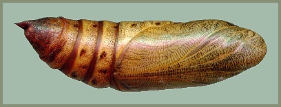 Pupa of Hyles dahlii. Photo: © Tony Pittaway.