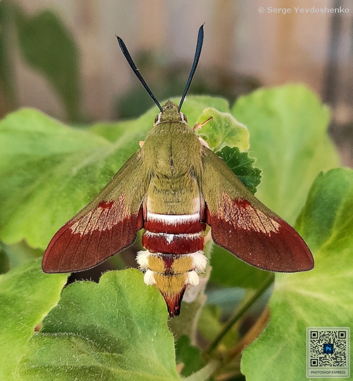 Hemaris dentata, Anamas Daglari, Anatolia, Turkey, reared from larva found 27.vi.2024. Photo: © Serge Yevdoshenko.