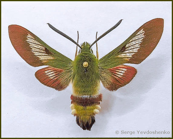 Male Hemaris dentata with residual pre-flight wing scales, Anamas Daglari, Anatolia, Turkey, reared from a larva found vi.2024. Photo: © Serge Yevdoshenko.