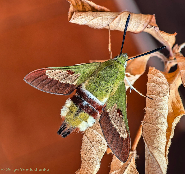 Female Hemaris dentata with residual pre-flight wing scales, Anamas Daglari, Anatolia, Turkey, reared from a larva found vi.2024. Photo: © Serge Yevdoshenko.