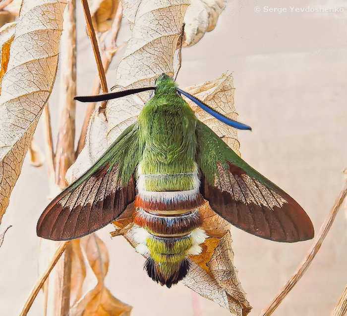 Male Hemaris dentata, Anamas Daglari with residual pre-flight wing scales, Anatolia, Turkey, reared from a larva found vi.2024. Photo: © Serge Yevdoshenko.