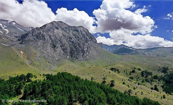 Habitat of Hemaris dentata, Anamas Daglari, Anatolia, Turkey, June 2024. Photo: © Serge Yevdoshenko.