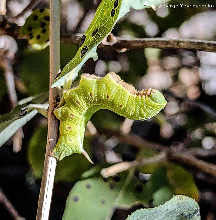 Full-grown larva of Hemaris dentata, Anamas Daglari, Anatolia, Turkey, 27.vi.2024. Photo: © Serge Yevdoshenko.